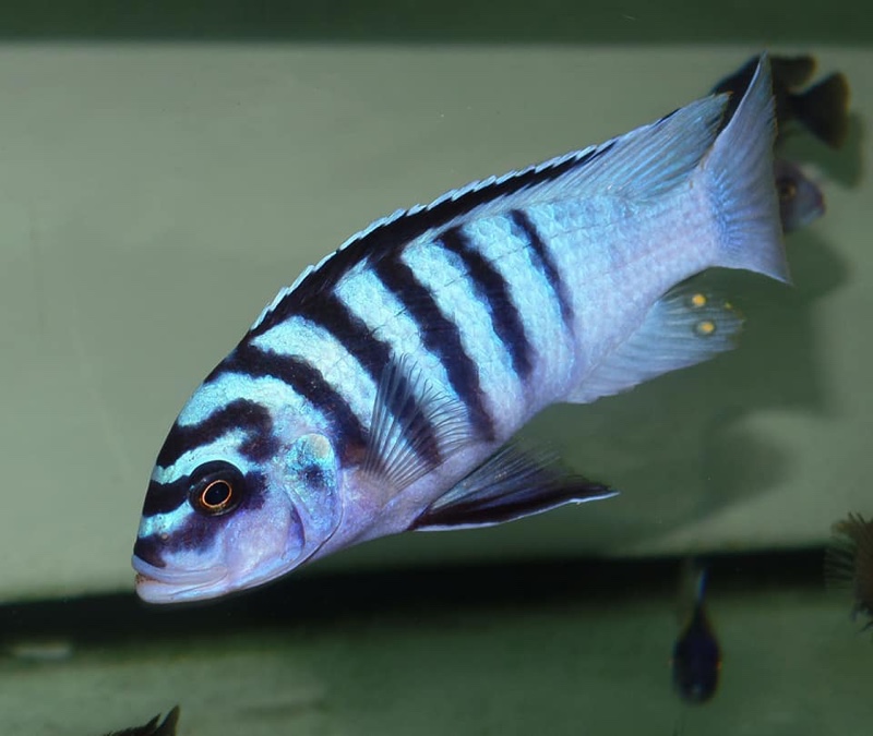 Maylandia fainzilberi 'Chirwa Island'